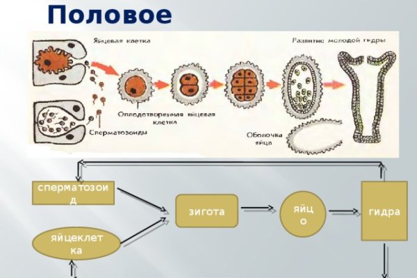 Кракен бошки